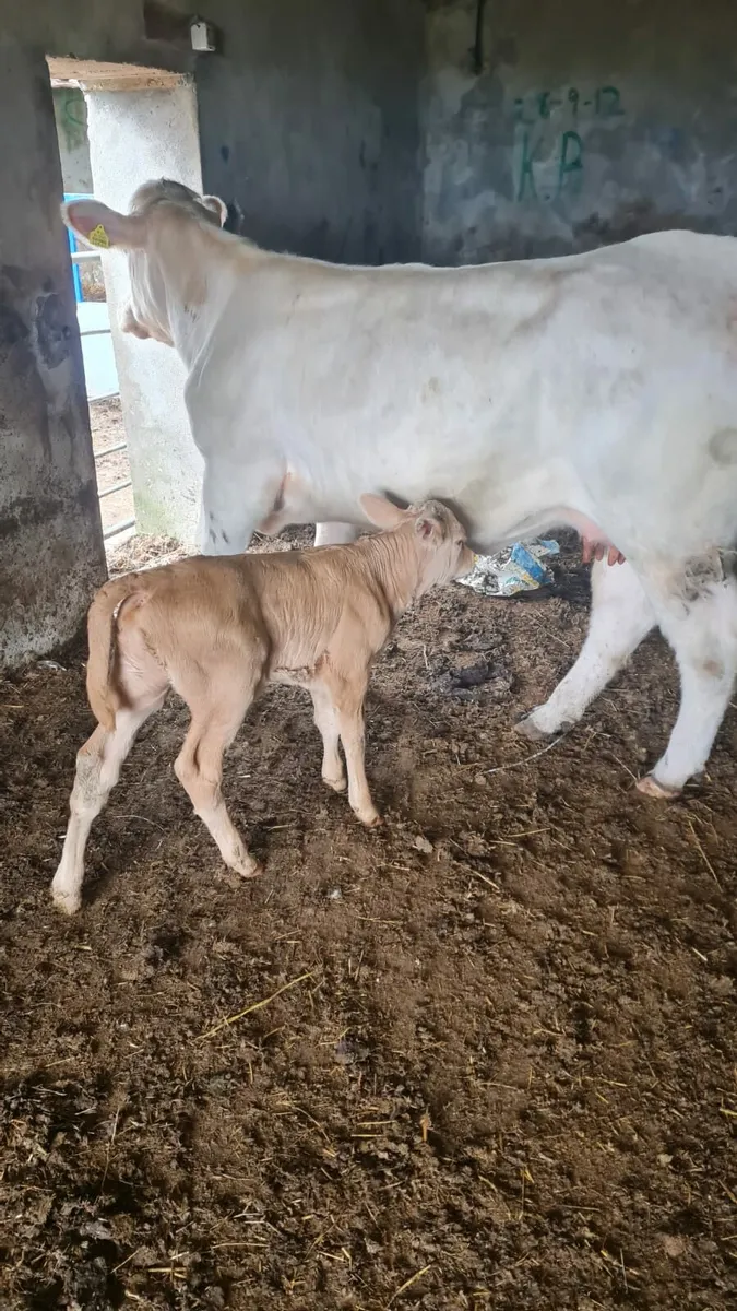 Limousin Heifer Calf - Image 4