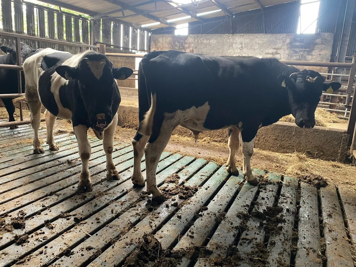British Friesian bulls - Image 1