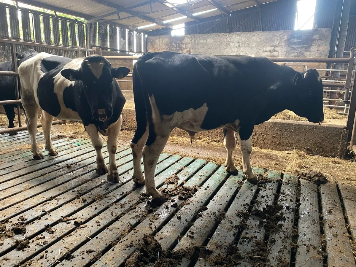 British Friesian bulls - Image 2