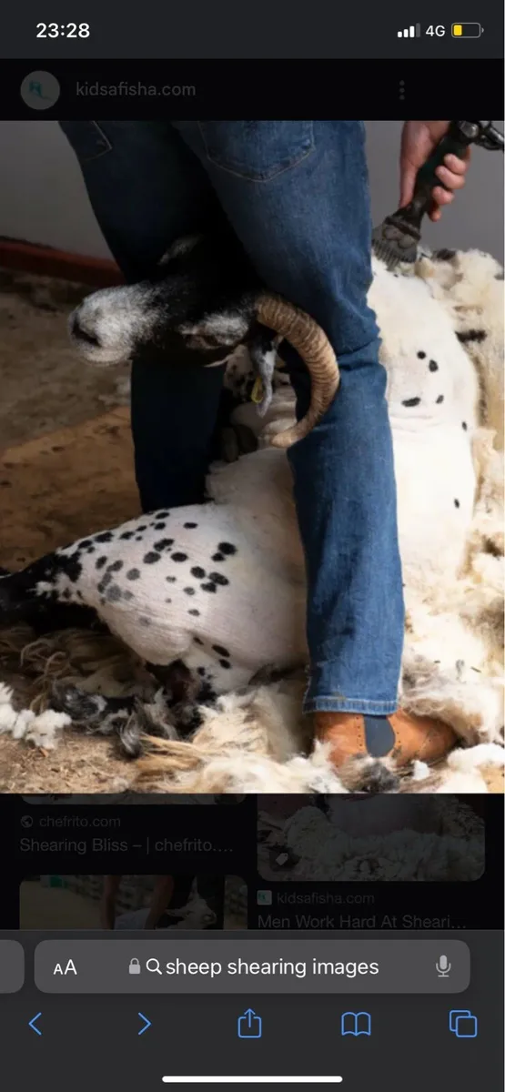 Sheep shearing