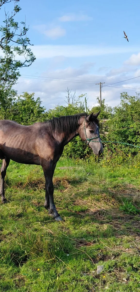 Yearling Connemara Colt - Image 1