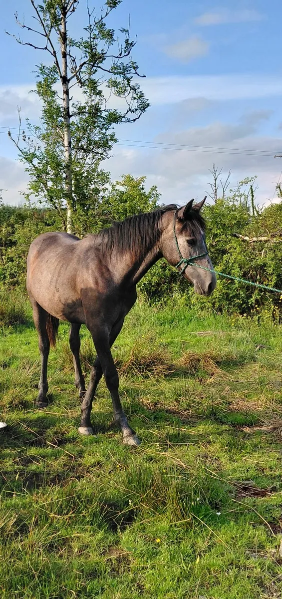 Yearling Connemara Colt - Image 2