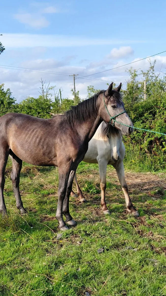 Yearling Connemara Colt - Image 3