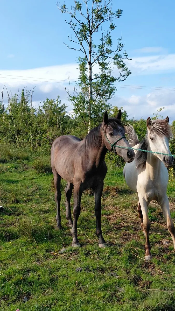 Yearling Connemara Colt - Image 4