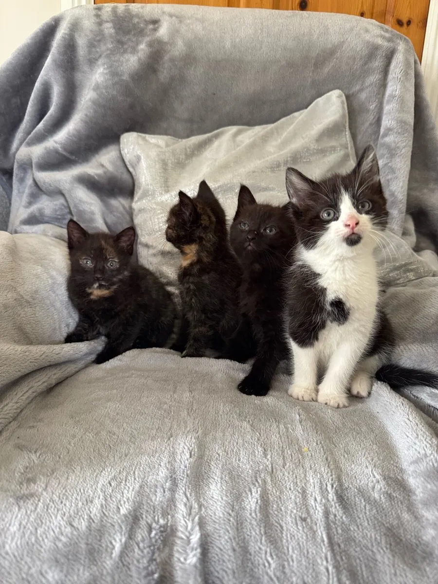 Kittens - Image 1