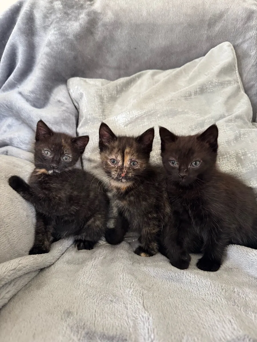 Kittens - Image 2