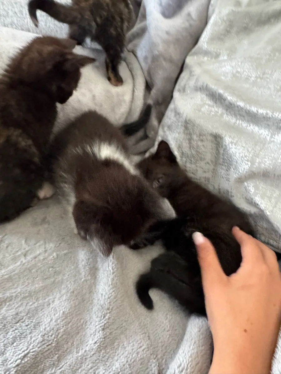 Kittens - Image 3