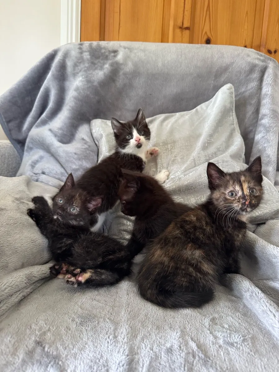 Kittens - Image 4