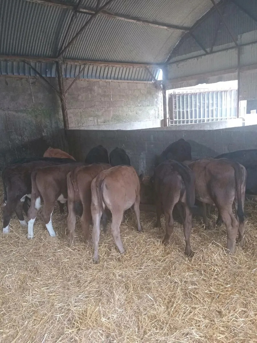 12 smashing weanlings - Image 1