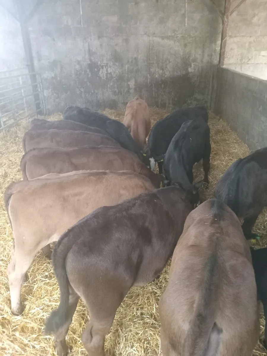 12 smashing weanlings - Image 2