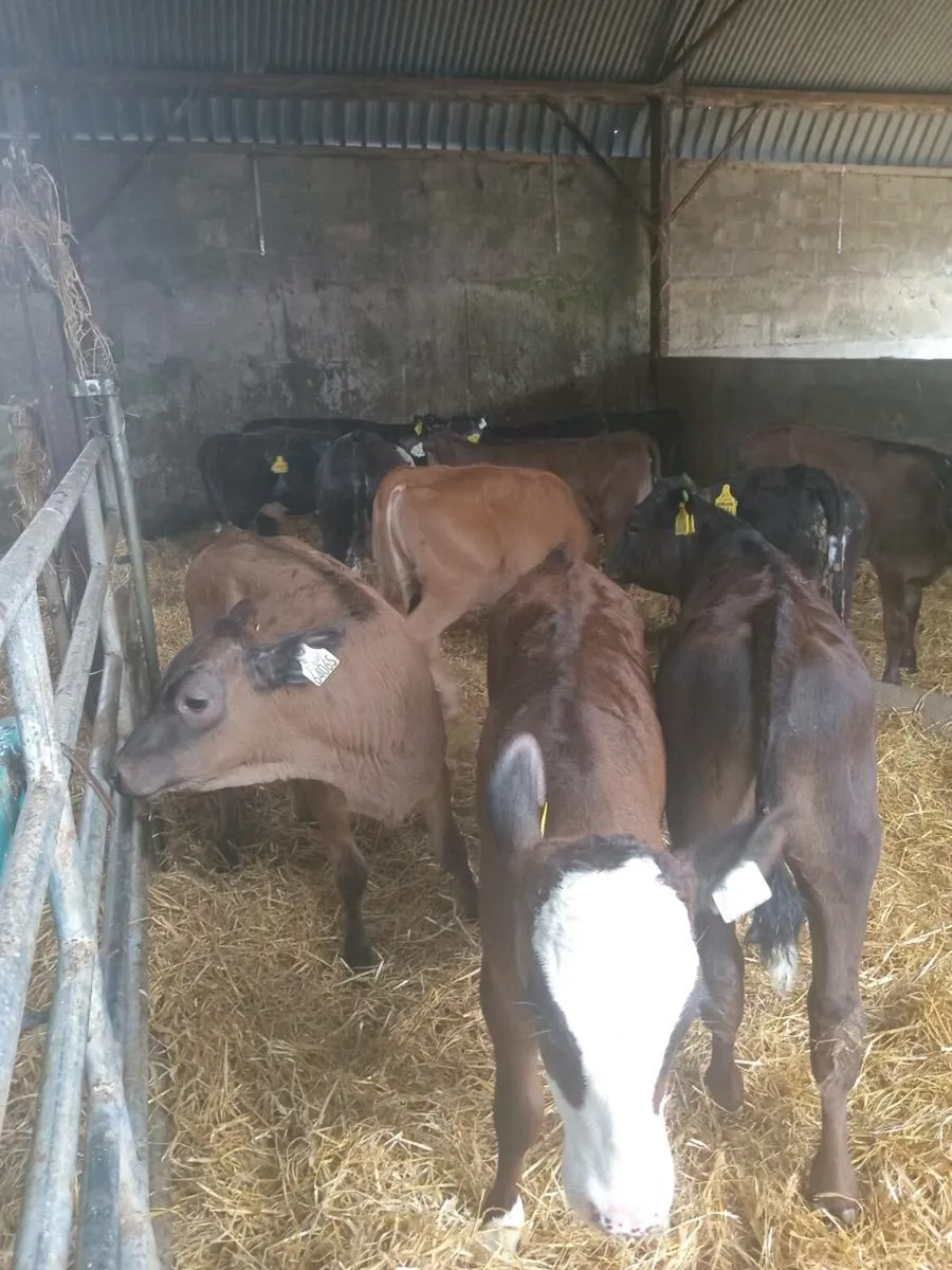 12 smashing weanlings - Image 3