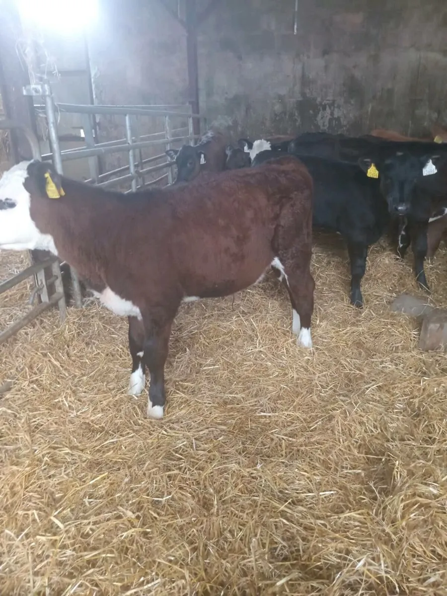 12 smashing weanlings - Image 4