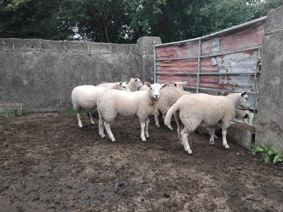 Ewe lambs - Image 1