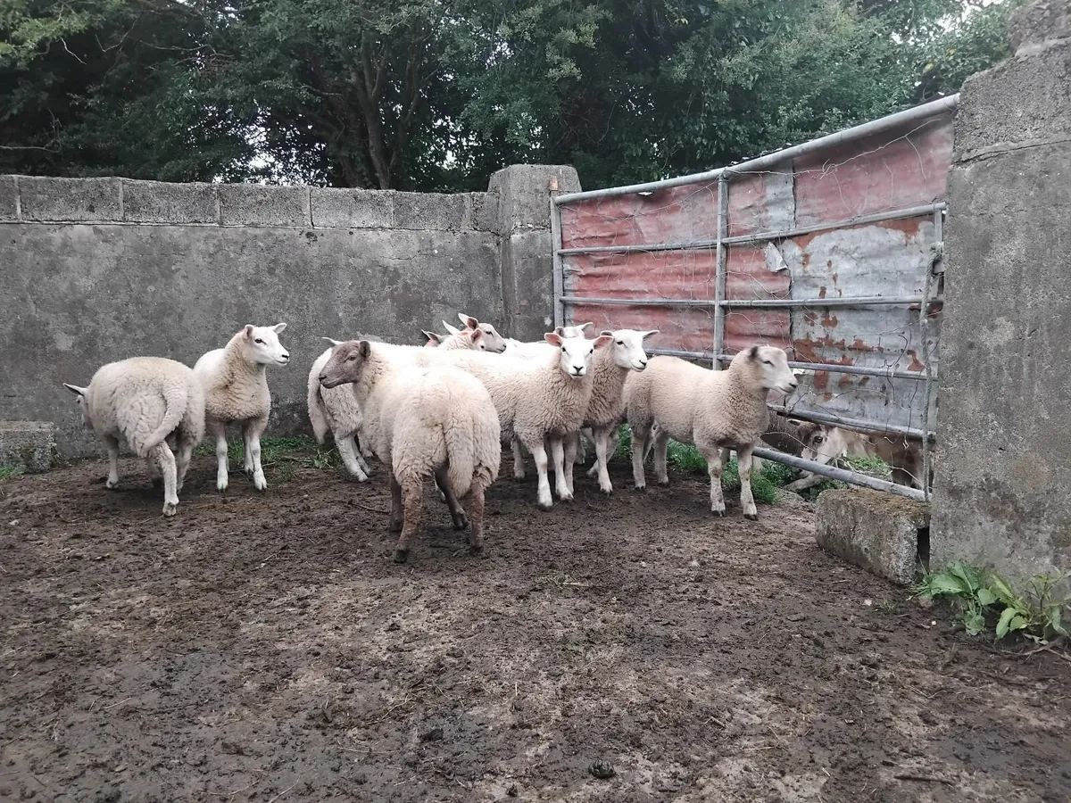 Ewe lambs - Image 2