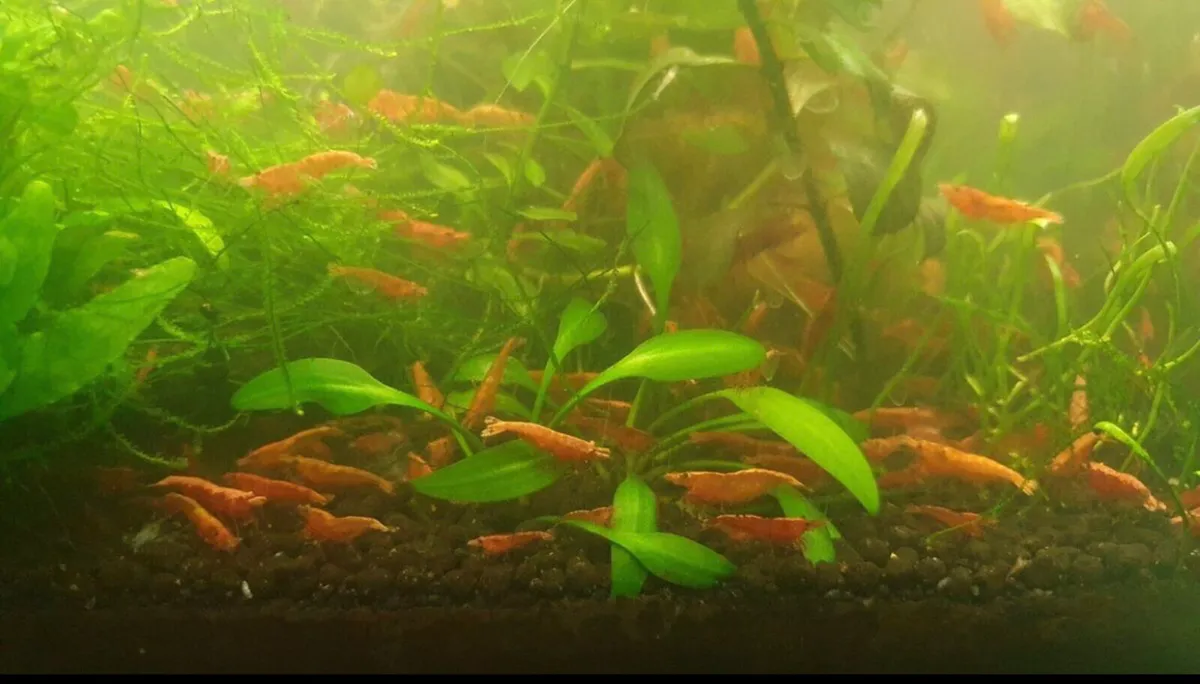 Neocardina red shrimp - Image 1