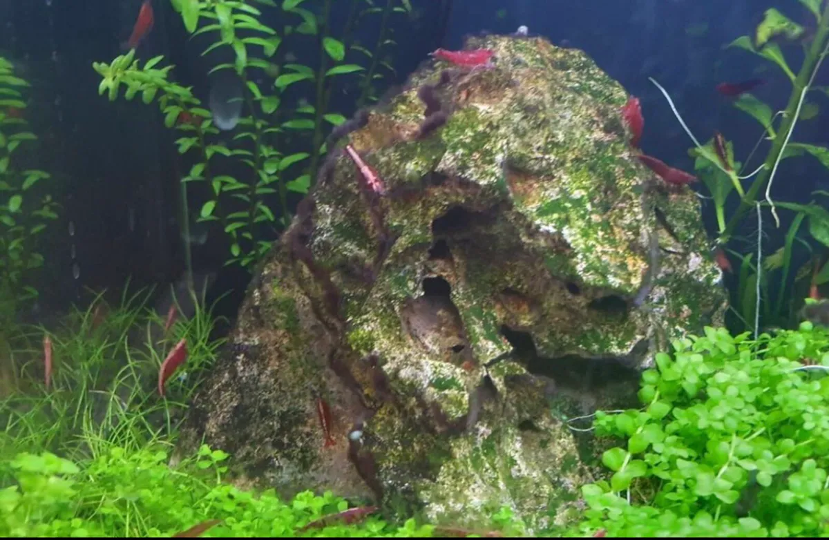 Neocardina red shrimp - Image 2