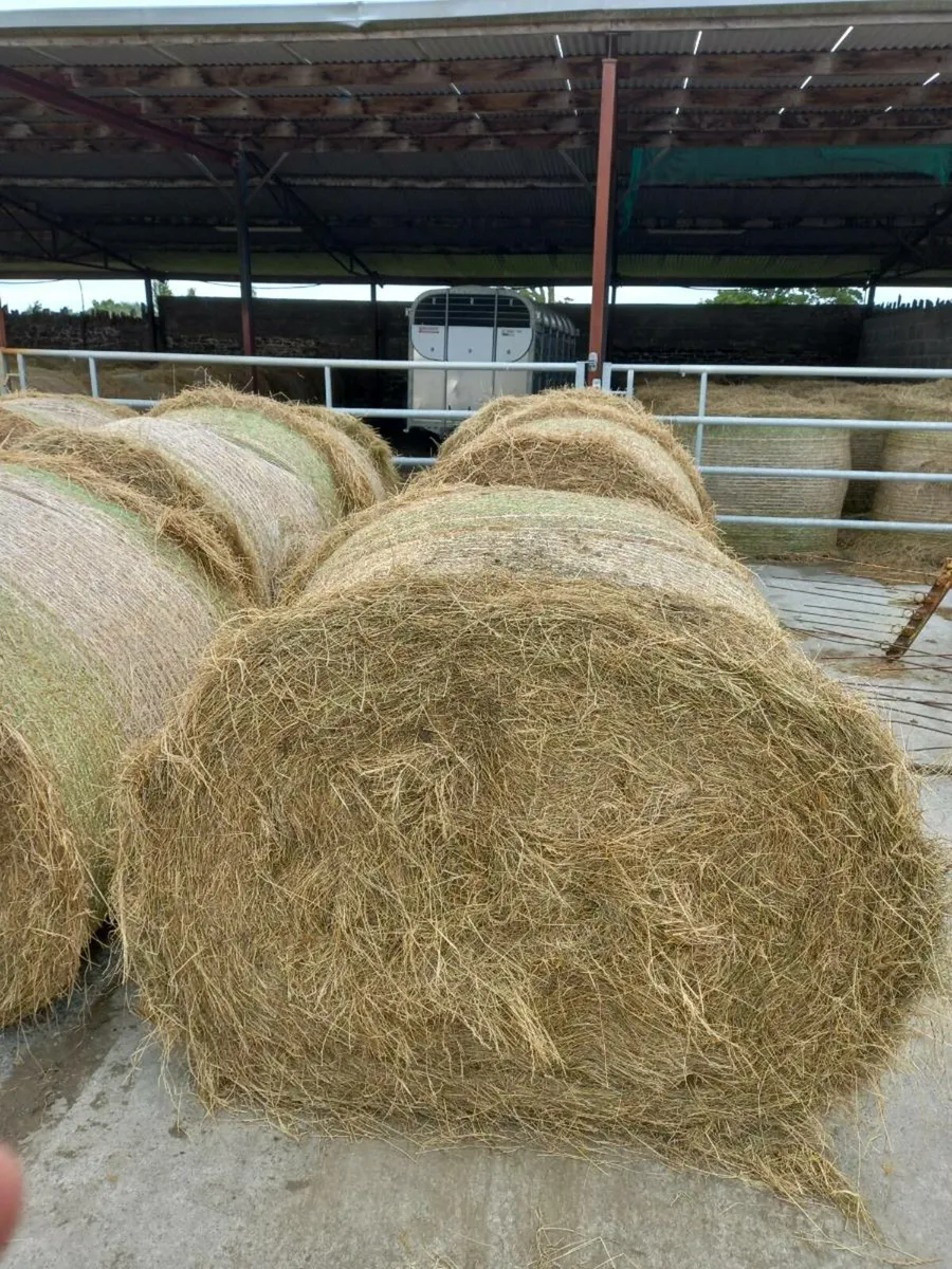 Hay - Image 2