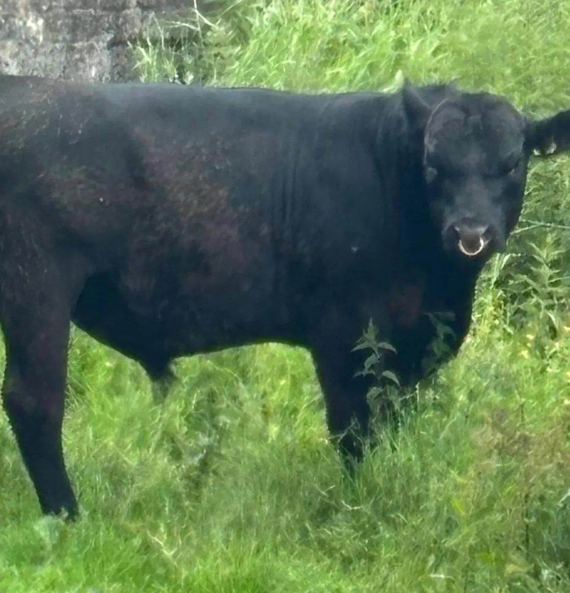 Angus Bull  for breeding fertility tested. - Image 2