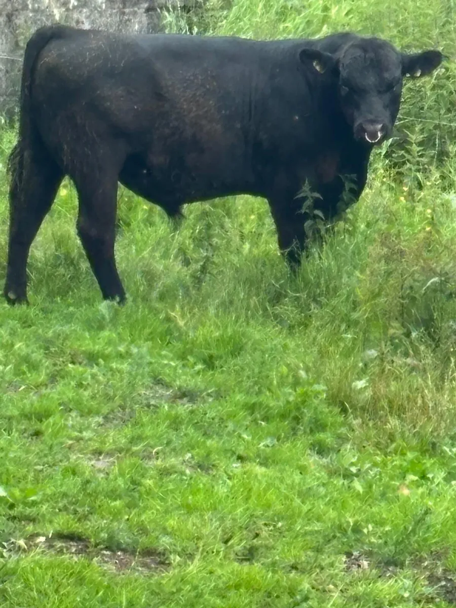 Angus Bull  for breeding fertility tested. - Image 3