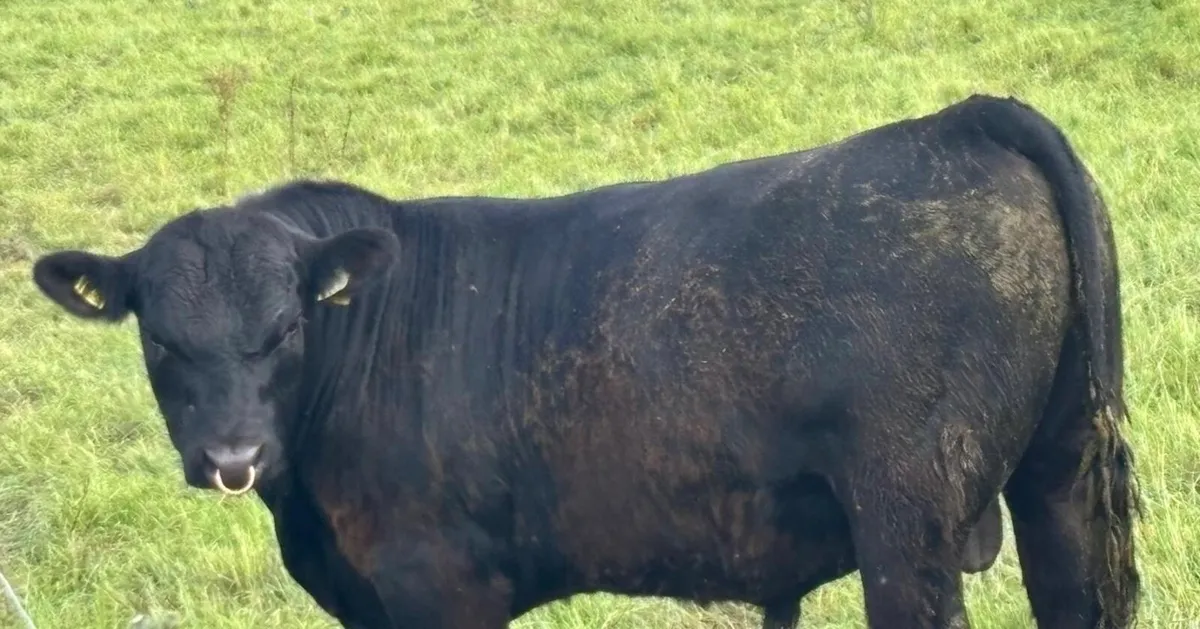 Angus Bull  for breeding fertility tested. - Image 4
