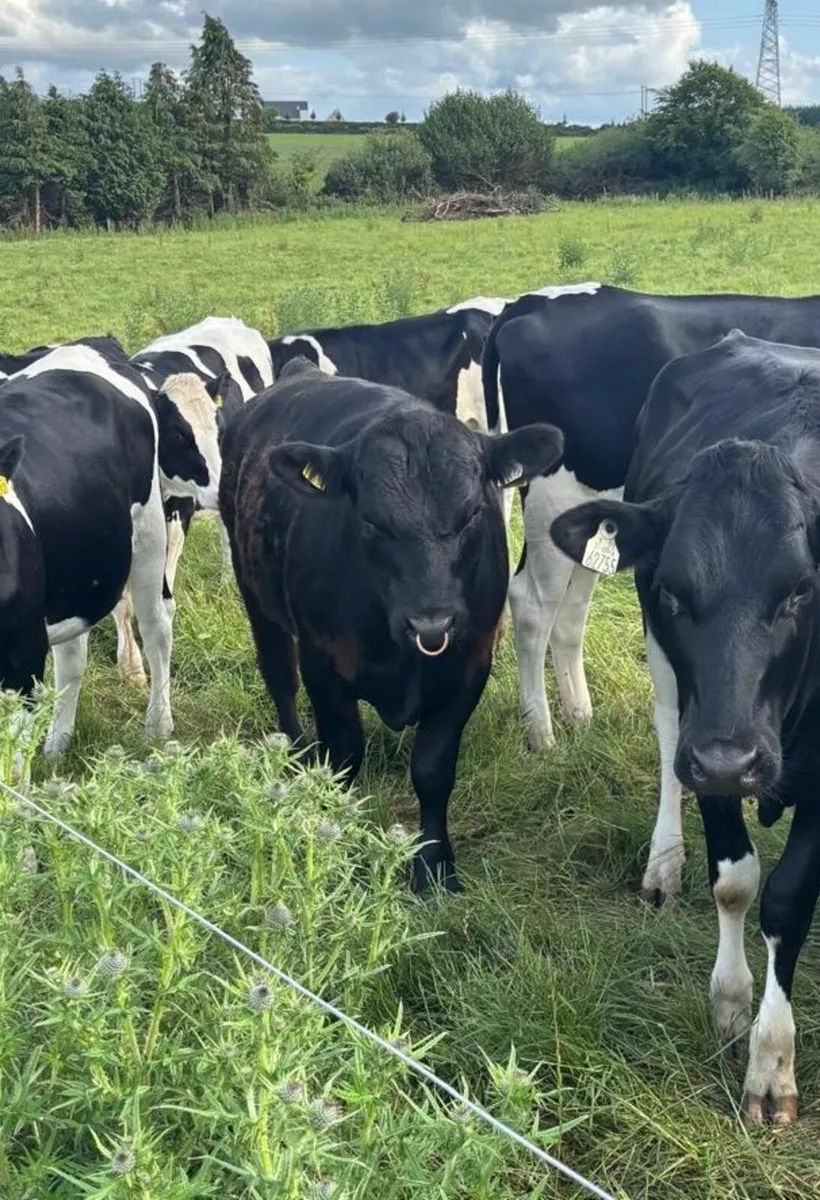 Angus Bull  for breeding fertility tested. - Image 1