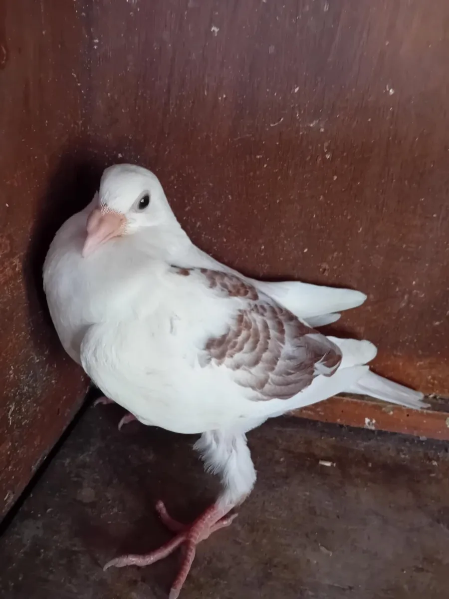 Pigeons - Image 1