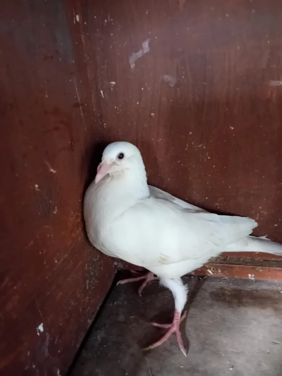 Pigeons - Image 2