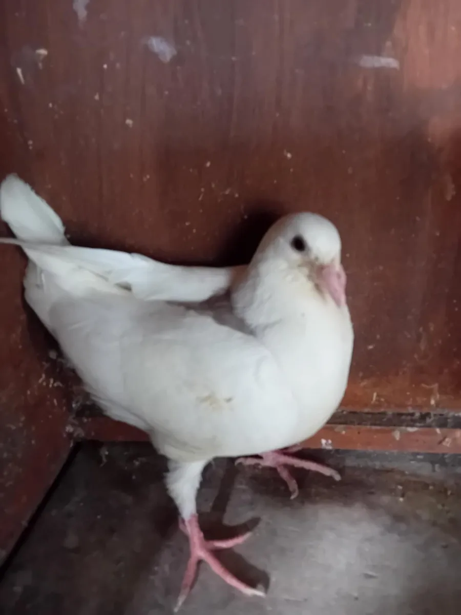 Pigeons - Image 3