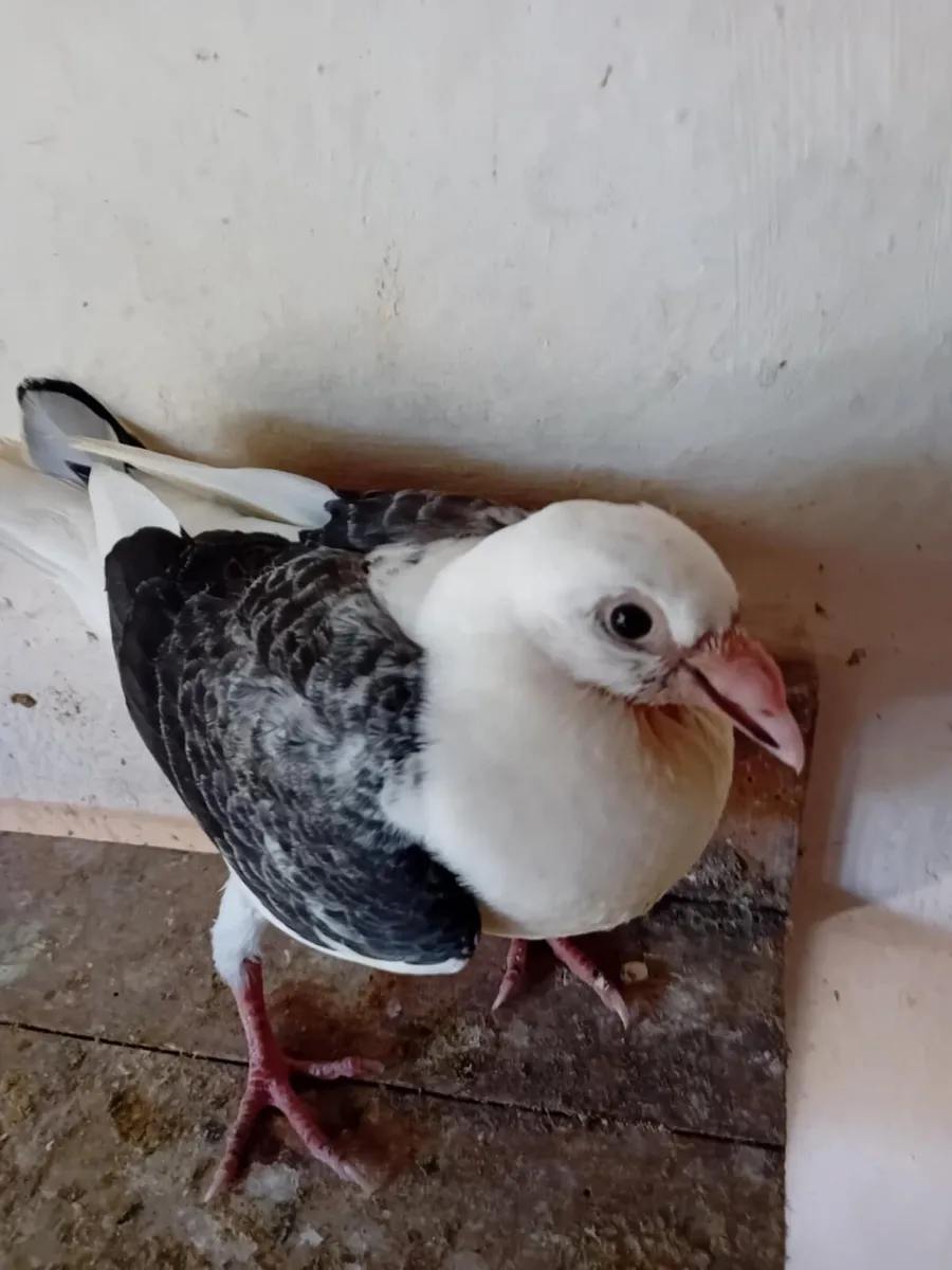 Pigeons - Image 4