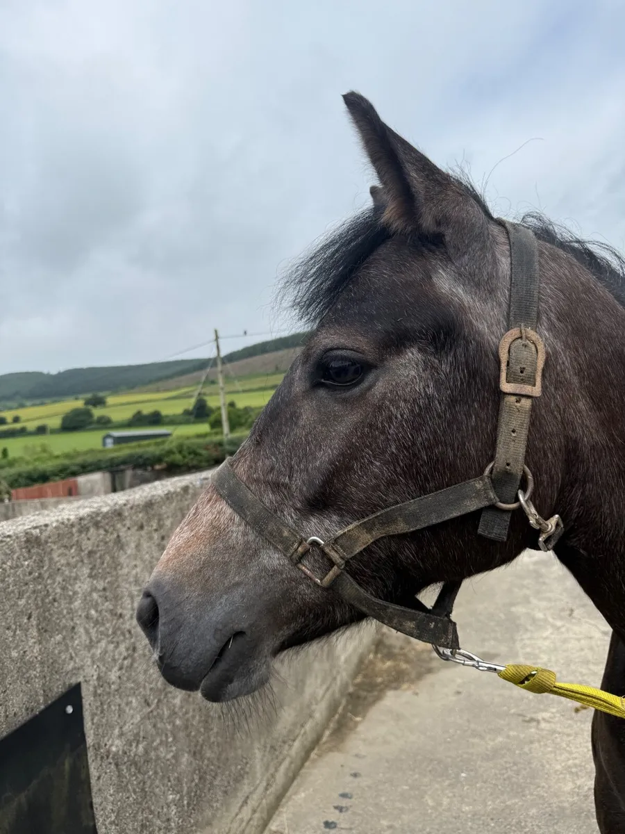 Pony - Image 1