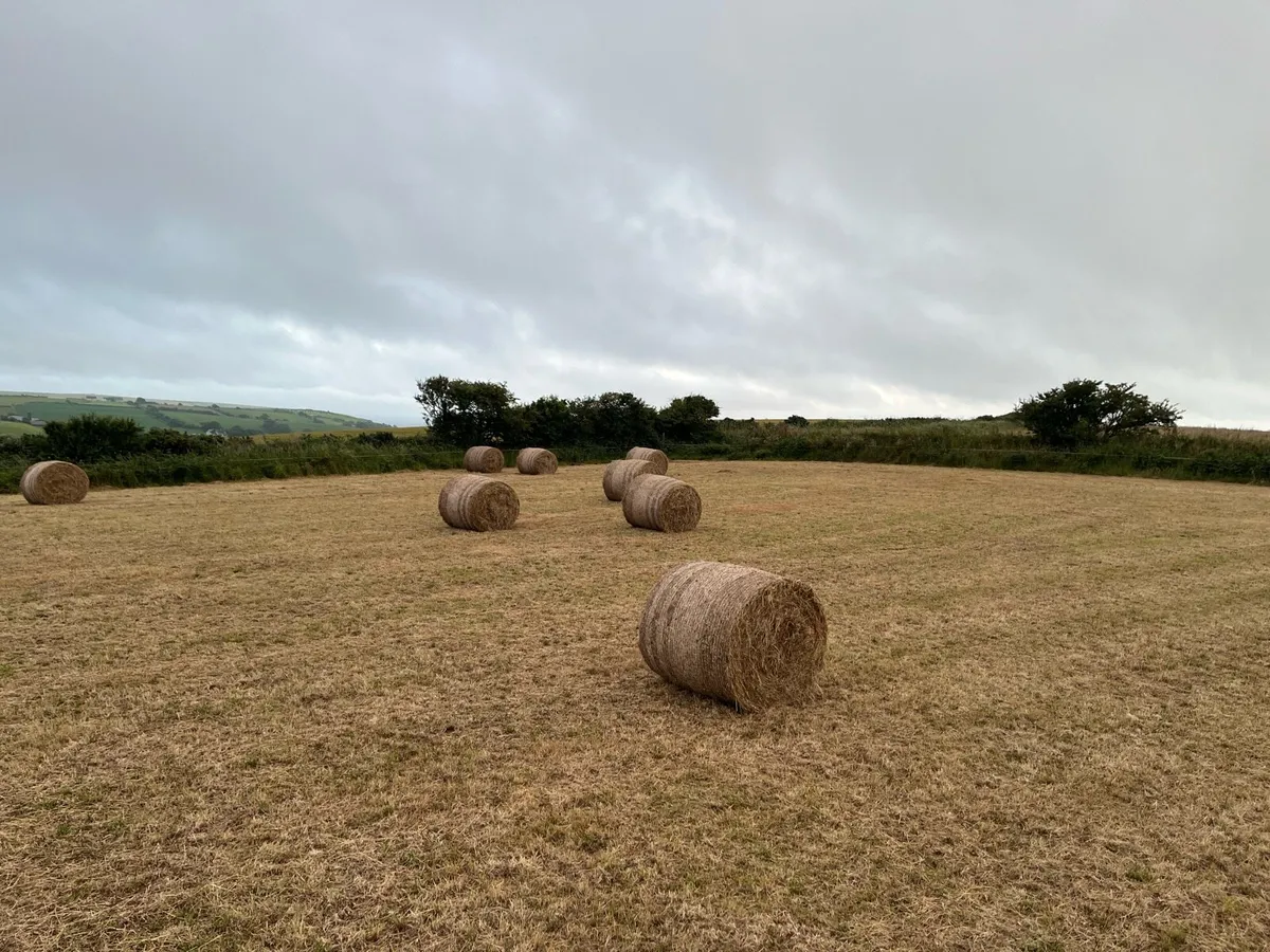 Top quality Hay - Image 1