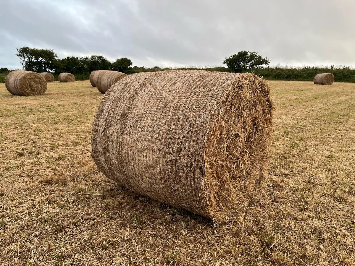 Top quality Hay - Image 2
