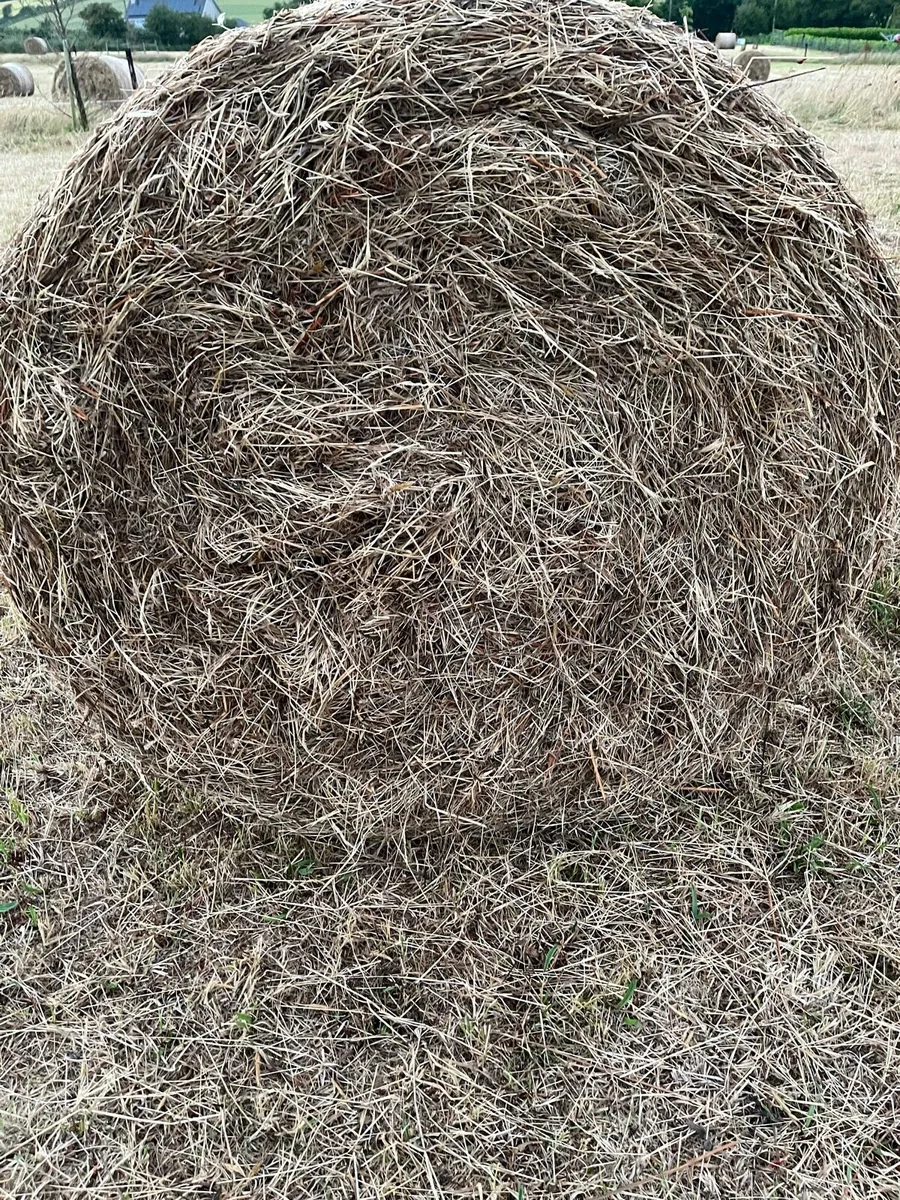 Top quality Hay - Image 3