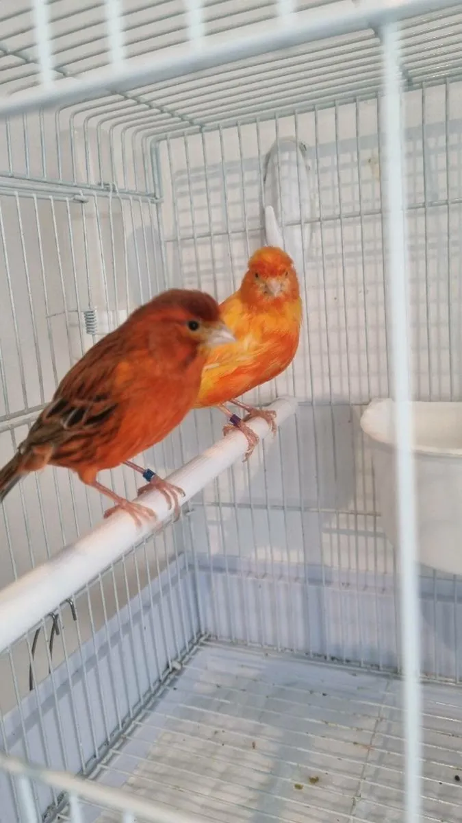 Red factor canary + double breeder - Image 1