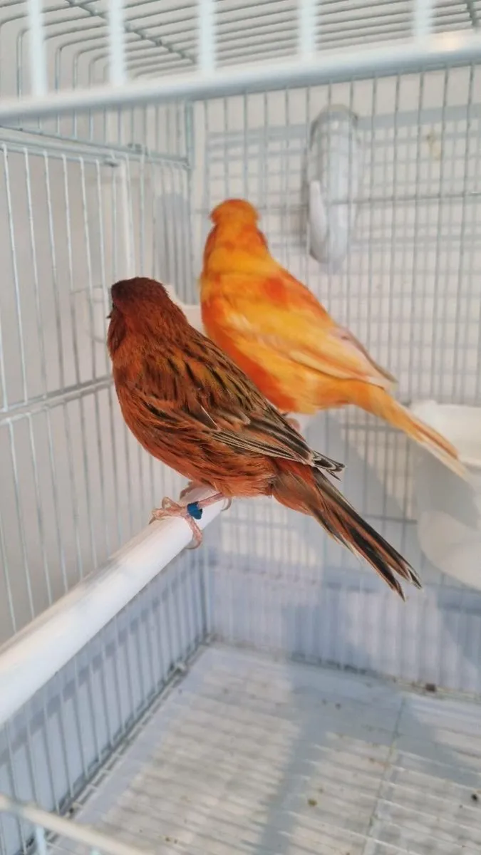 Red factor canary + double breeder - Image 2