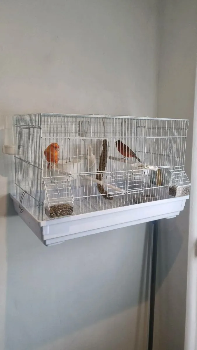 Red factor canary + double breeder - Image 3