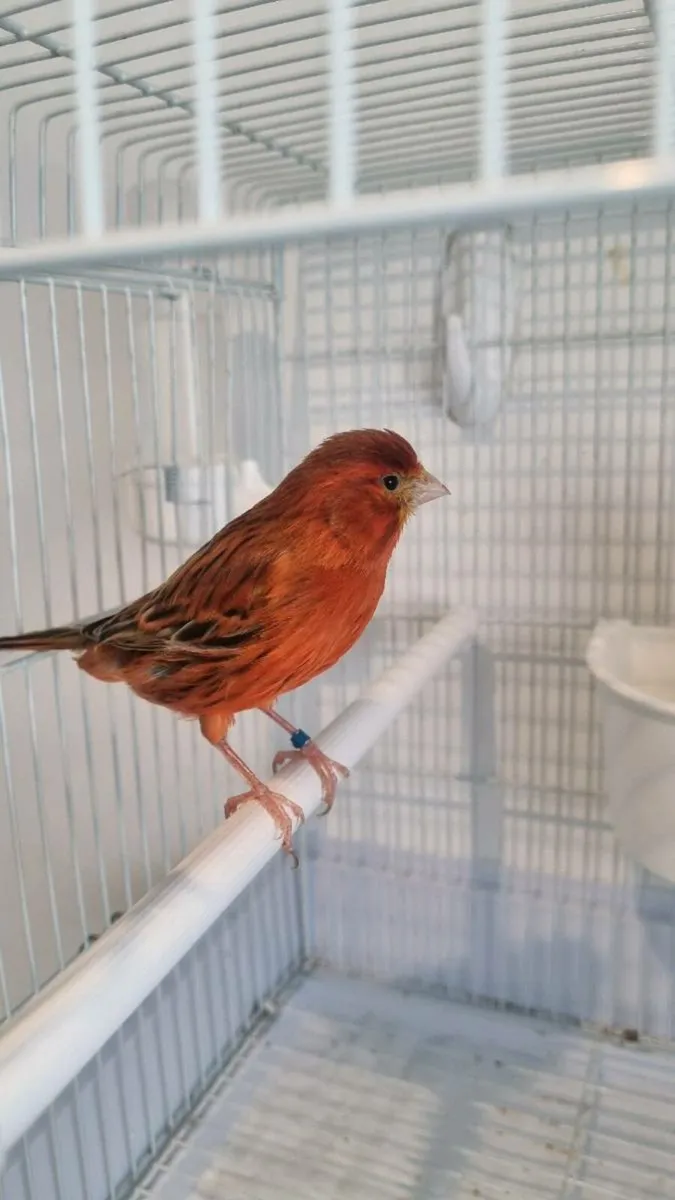 Red factor canary + double breeder - Image 4
