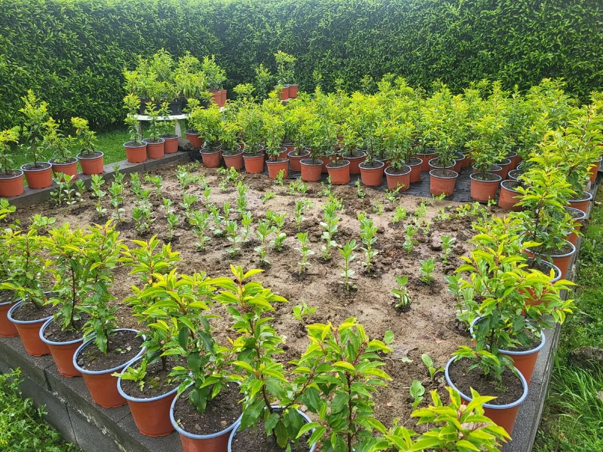 Portuguese Laurel (Prunus lusitanica) hedge plants - Image 2