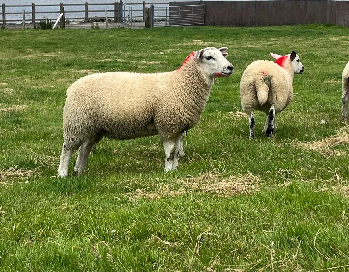 Suftex X Ewe lambs - Image 2