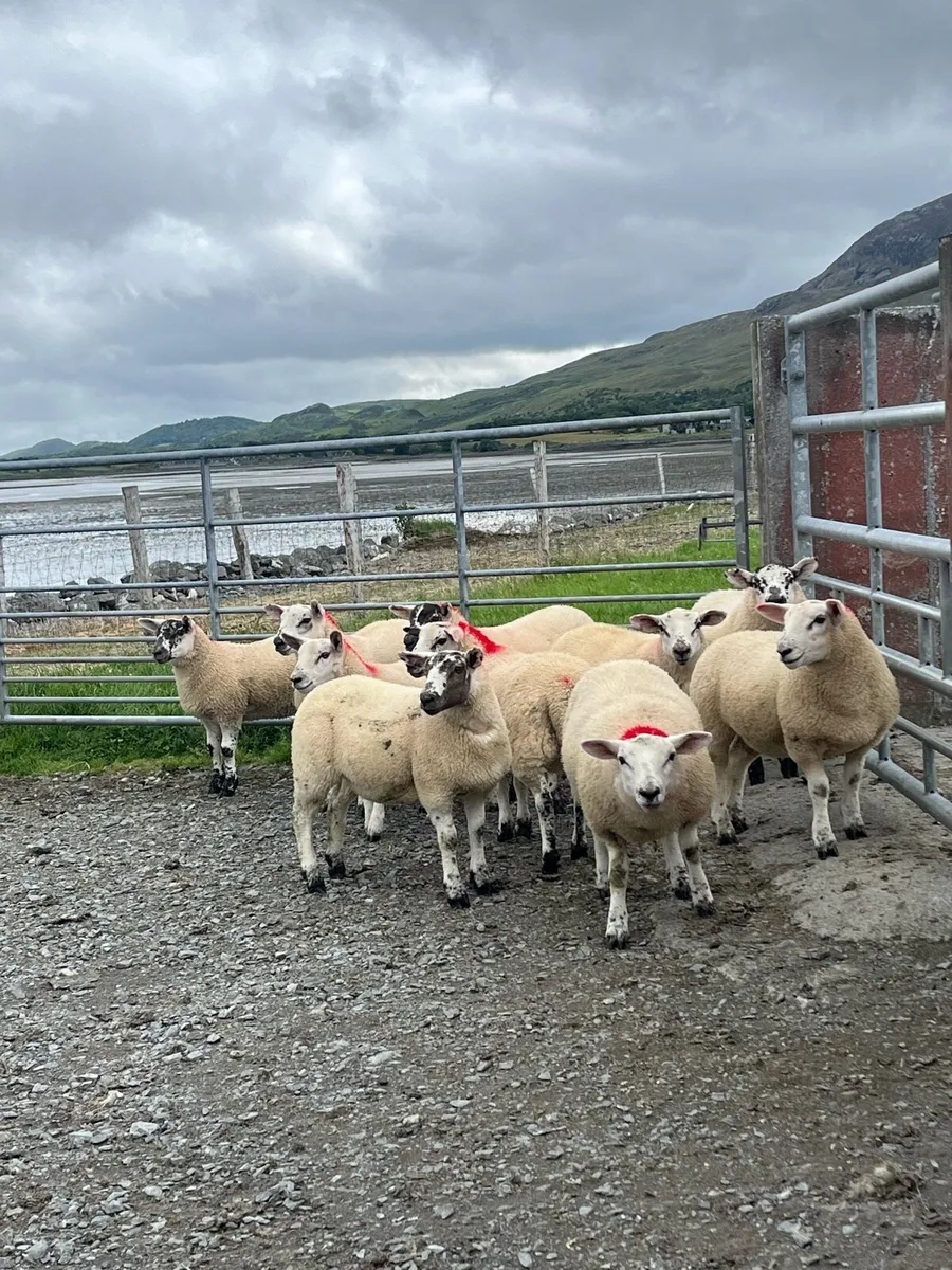 Suftex X Ewe lambs - Image 3