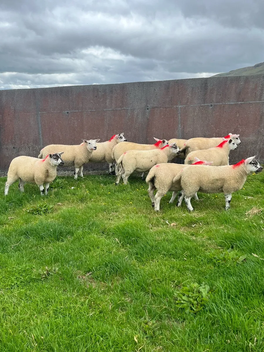 Suftex X Ewe lambs - Image 1