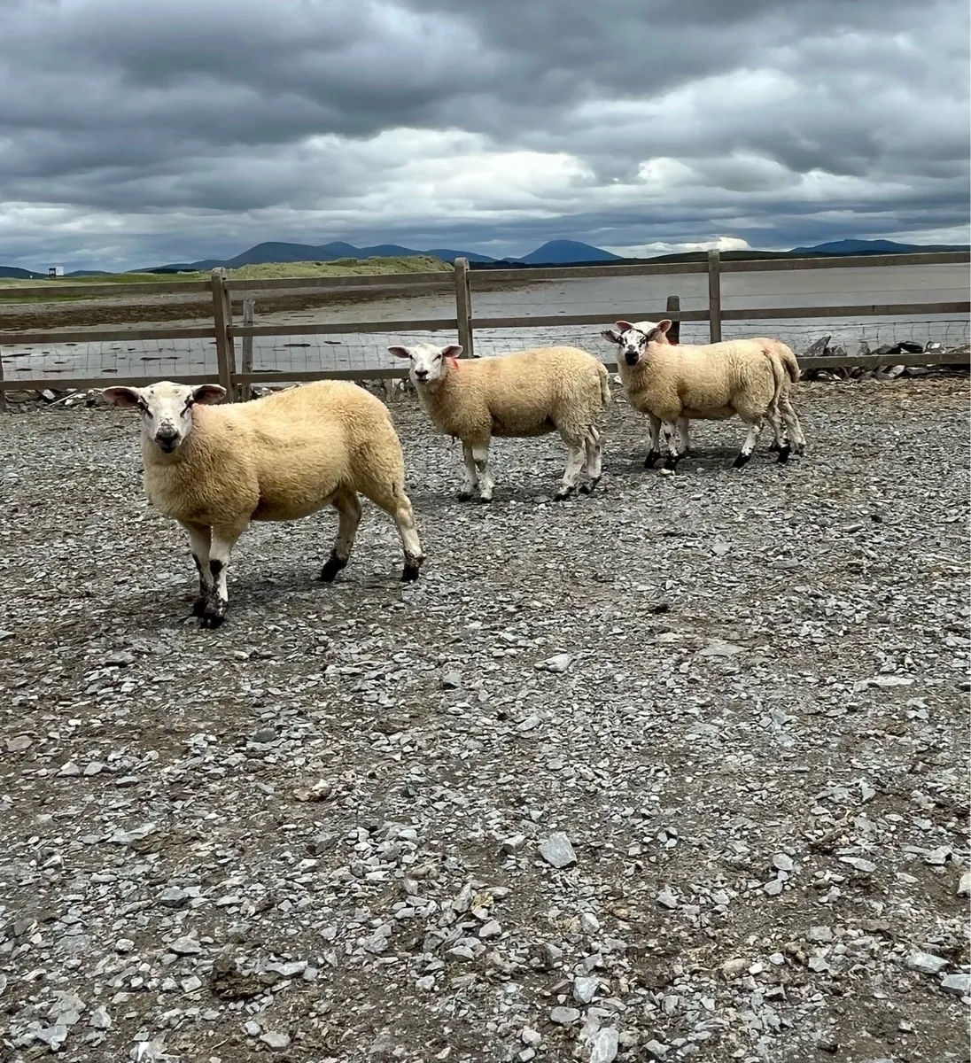 Suftex X Ewe lambs - Image 4