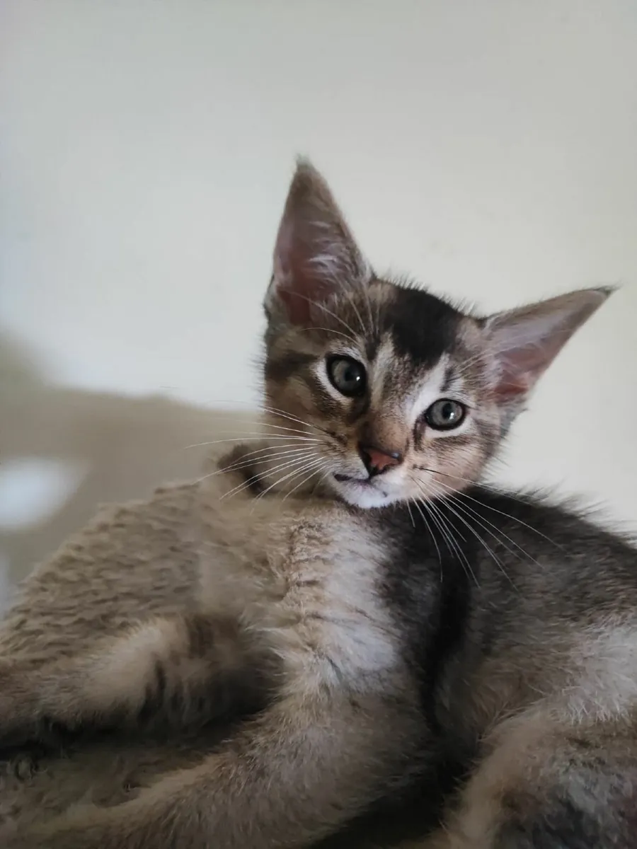 Kitten - Image 2