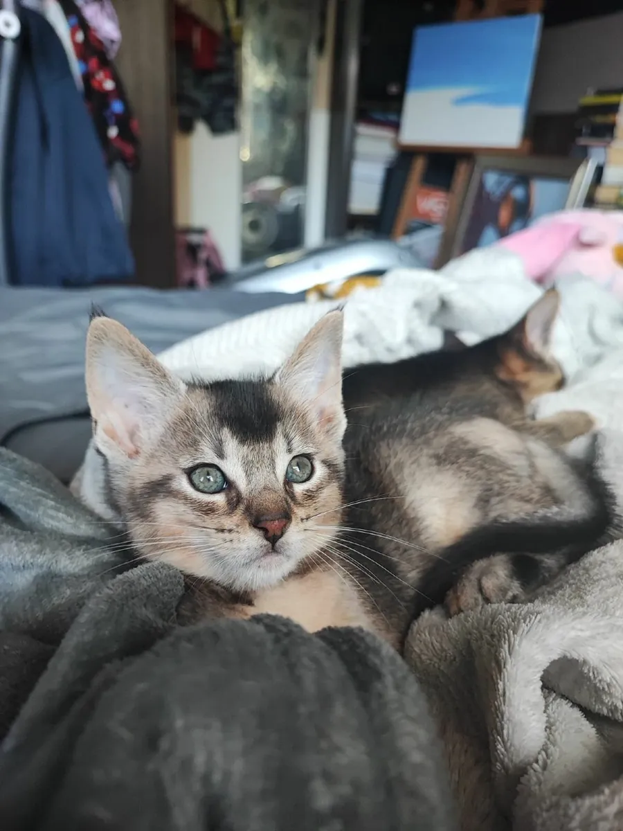 Kitten - Image 1