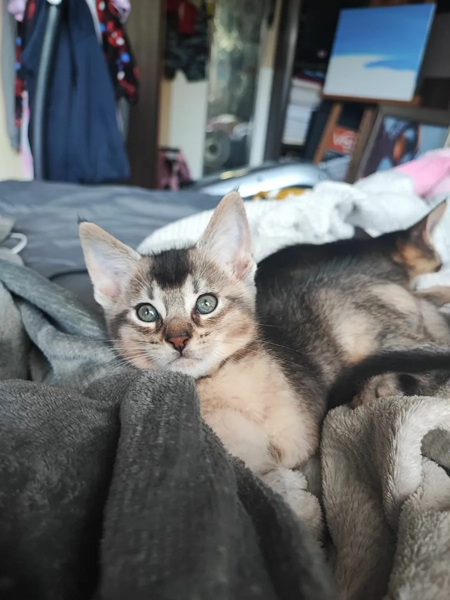 Kitten - Image 3