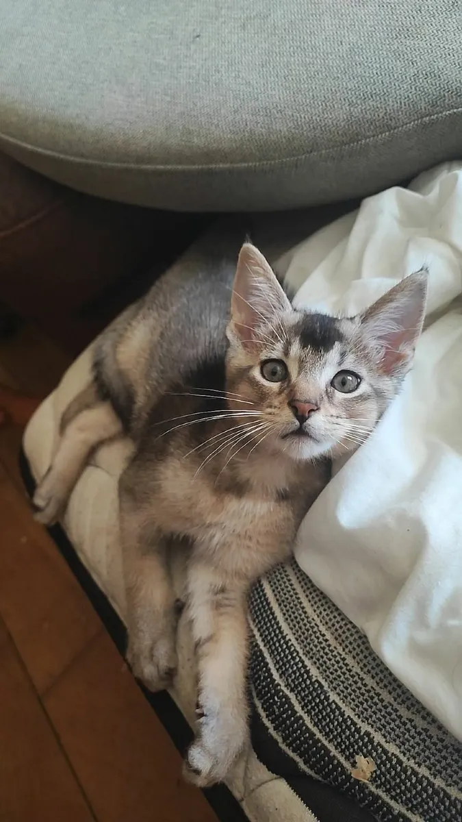 Kitten - Image 4
