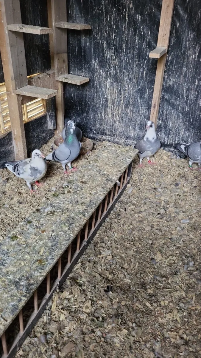 Pigeons - Image 1