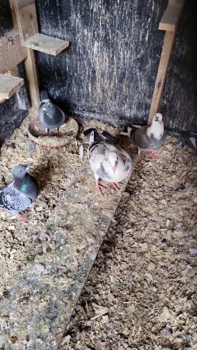 Pigeons - Image 2