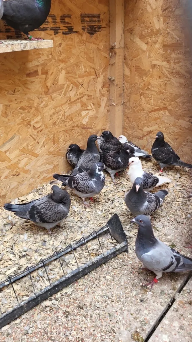 Pigeons - Image 3