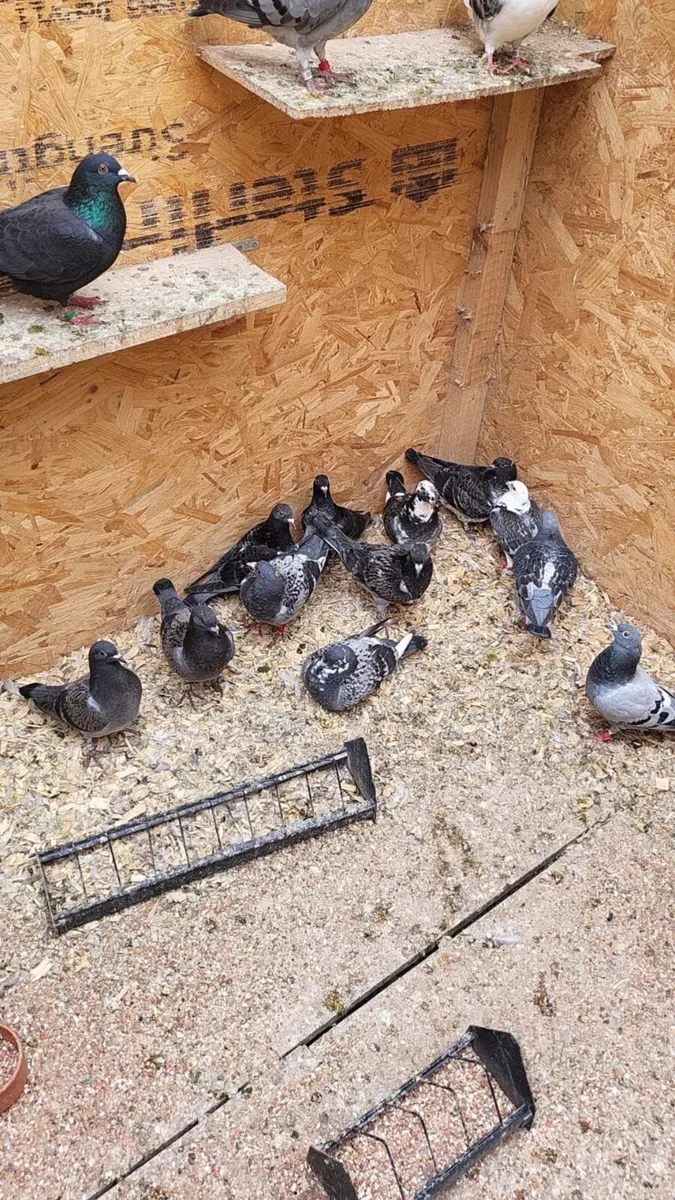 Pigeons - Image 4